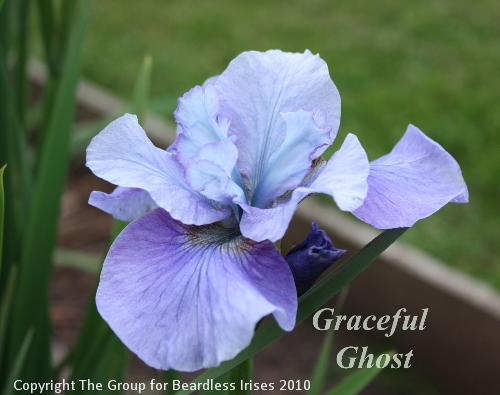 Graceful Ghost 21.5 (0)